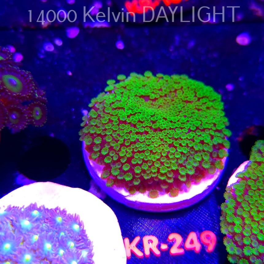 Alveopora spongiosa BRIGHT GREEN (06.03.2026) KR-249  5cm