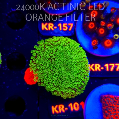 Alveopora spongiosa BRIGHT GREEN (03.01.2026) KR-101  5cm