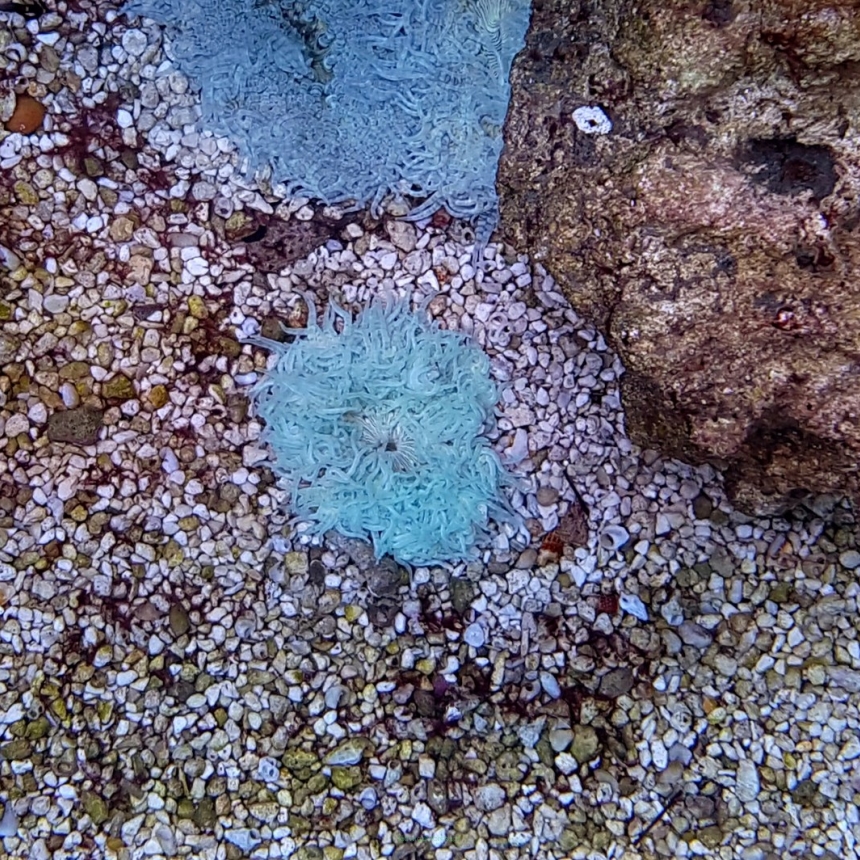 Actinia equina - ukwiał koński