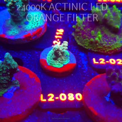 Acropora sp. AUSTRALIA (14.11.2025) L2-080  3cm