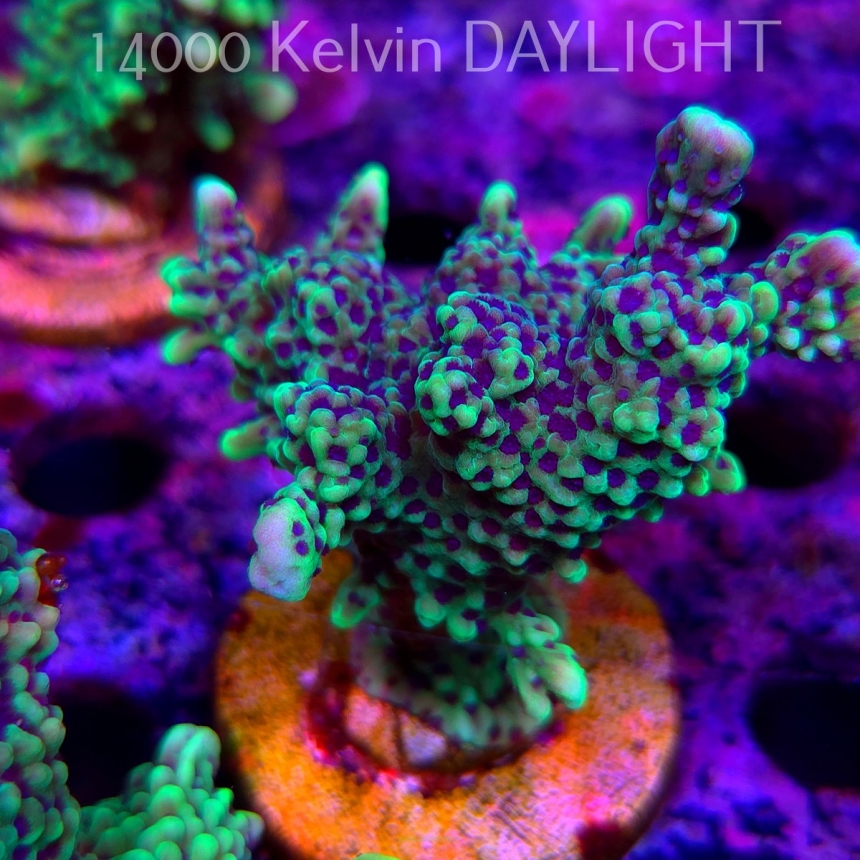 Montipora peltiformis (18.05.2025)  8cm