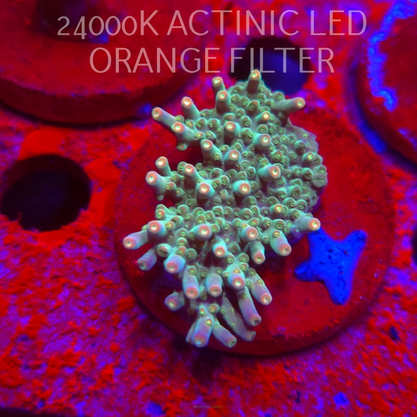 Acropora granulosa ELECTRIC LIME (06.11.2025) MM1-II-9  5cm