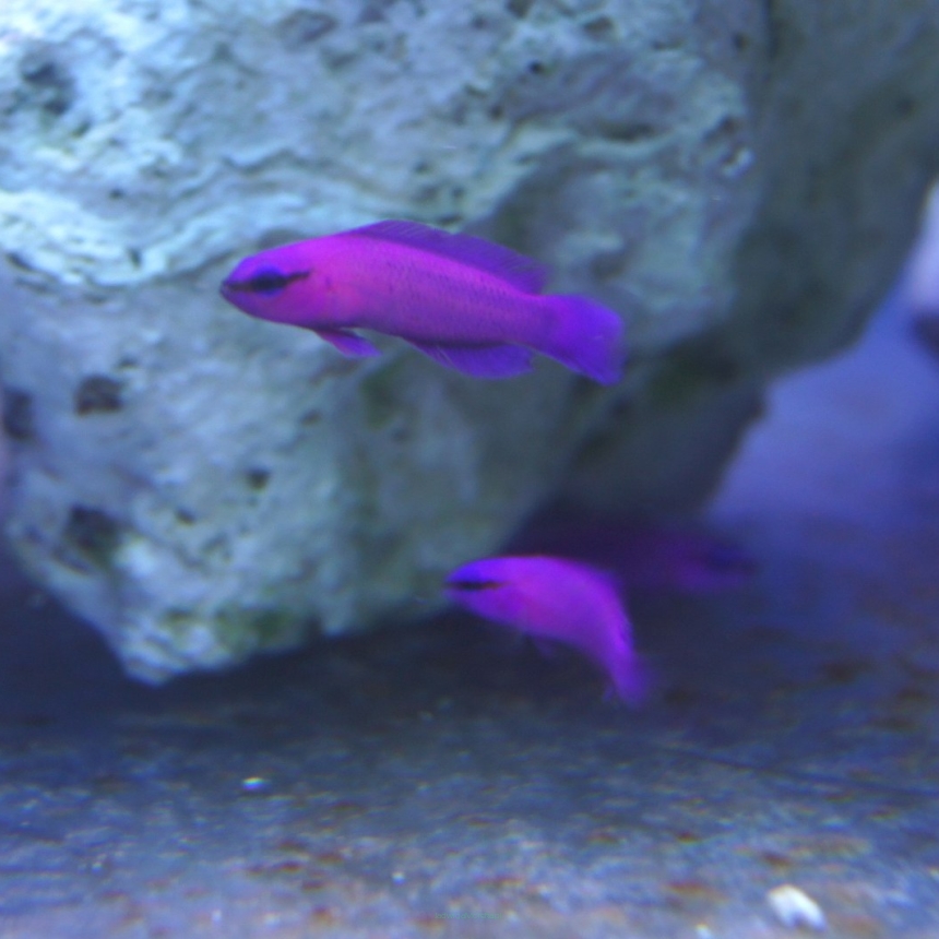 Pseudochromis fridmani ORCHID rozmiar 2.5-3 cm (hodowlane)