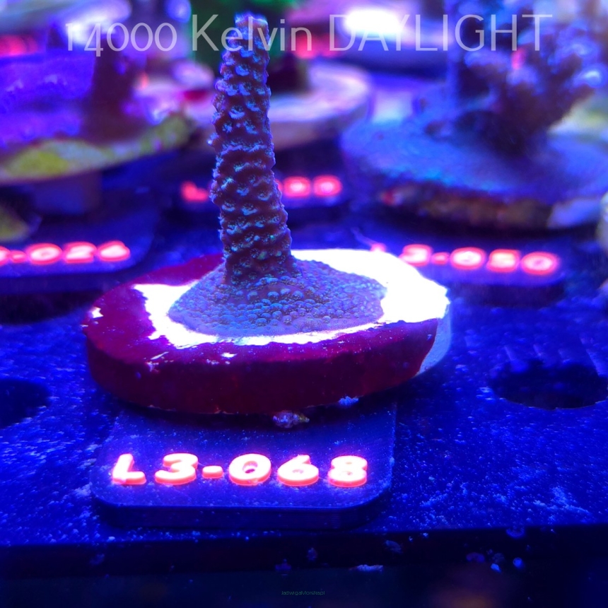 Acropora sp. AUSTRALIA (04.01.2026) L3-068  5cm