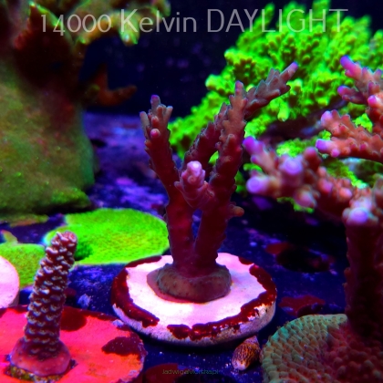 Acropora sp. AUSTRALIA (19.06.2025) L3-III-8  10cm
