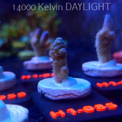 Acropora MILLEPORA RAINBOW (16.10.2025) H1-085  3cm