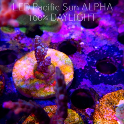 Acropora tenuis ICE FIRE (02.02.2025) L3-III-8  4cm