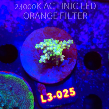 Acropora sp. PREMIUM AUSTRALIA (04.01.2026) L3-025  3cm