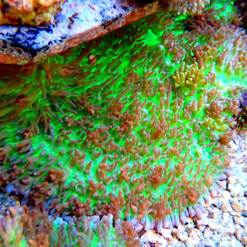 Rhodactis indosinensis green hairy FLUO (11.06.2021)
