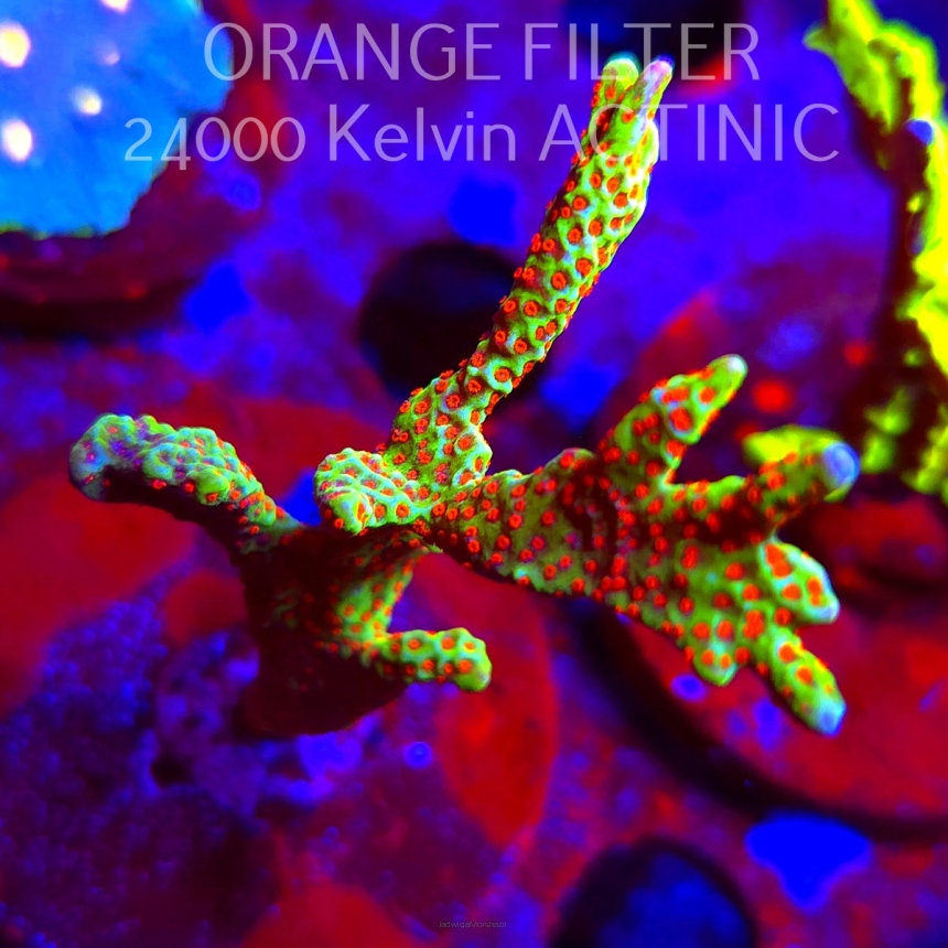 Montipora samarensis BUBBLEGUM (09.05.2025) MM1-I-4  7cm