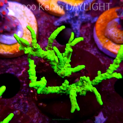 Anacropora WWC SLIMEBALL (08.05.2025) MM1-II-10  6cm