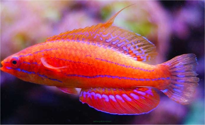 Paracheilinus carpenteri (Carpenter's Flasher Wrasse) rozmiar 4cm SAMIEC