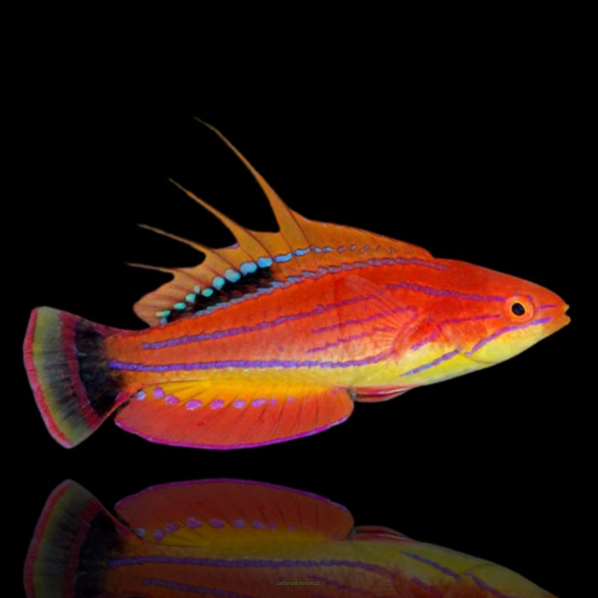 Paracheilinus carpenteri (Carpenter's Flasher Wrasse) 6-7cm