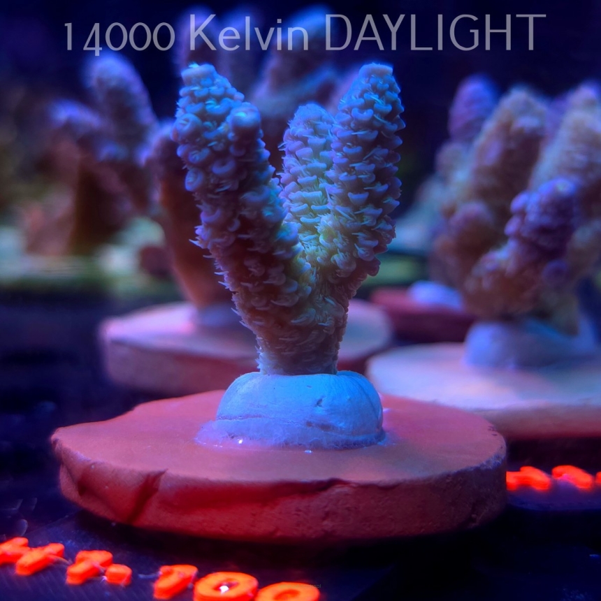 Acropora MILLEPORA RAINBOW (16.10.2025) H1-100  4cm