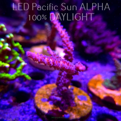 Acropora sp. AUSTRALIA (02.02.2025) L3-II-6  10cm