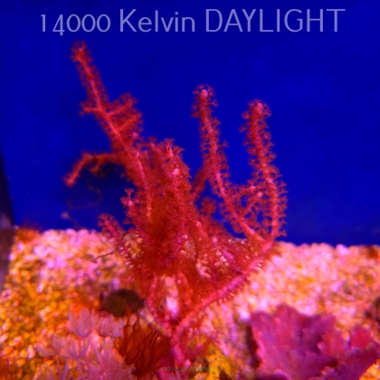 Gorgonia sp. (18.05.2025)