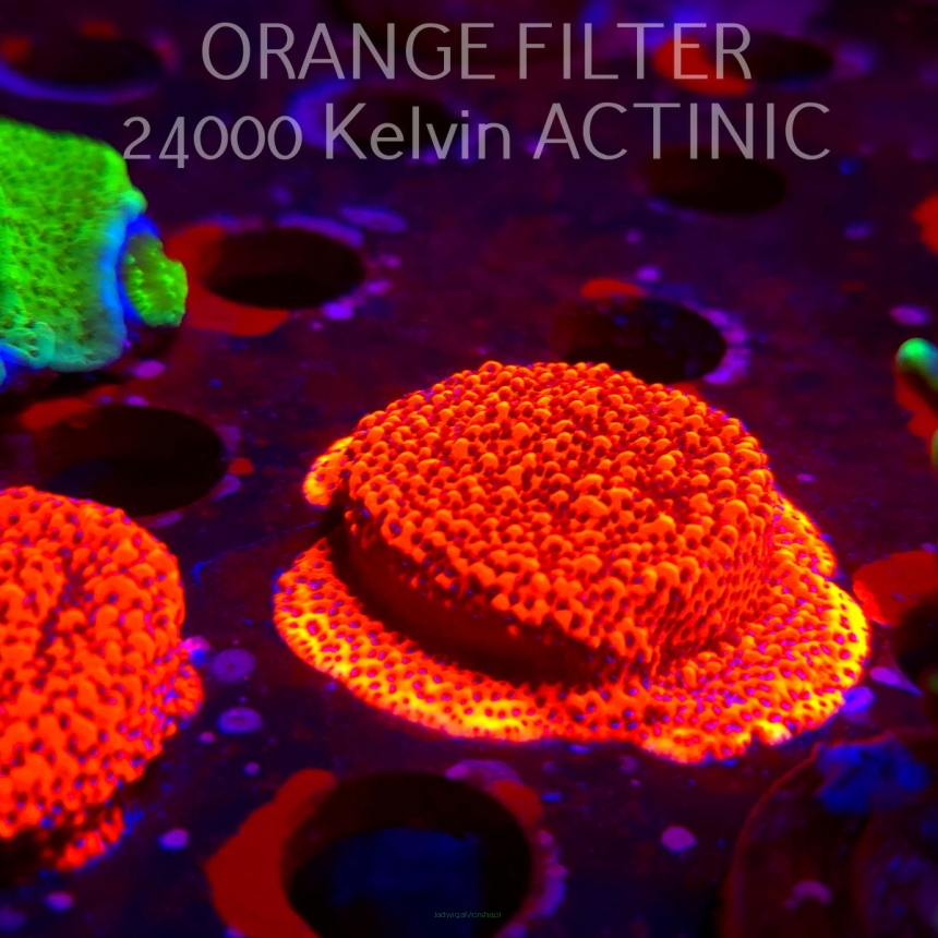 Montipora MYSTIC SUNSET RED+BLUE POLYP (07.04.2025) MM6-II-4  3cm