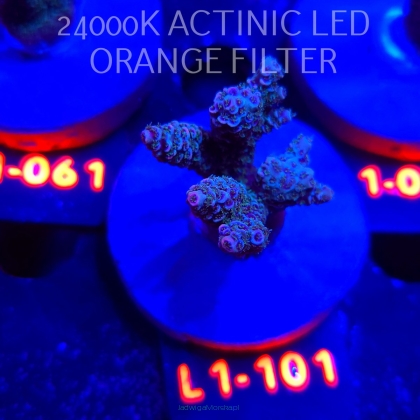 Acropora MILLEPORA PINK (11.10.2025) L1-101  5cm