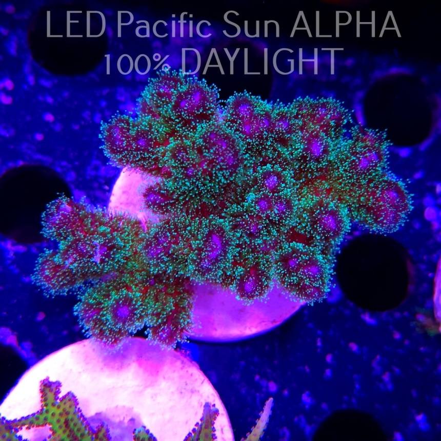 Pocillopora damicornis Bird of Paradise Birdsnest (23.01.2025)  6cm