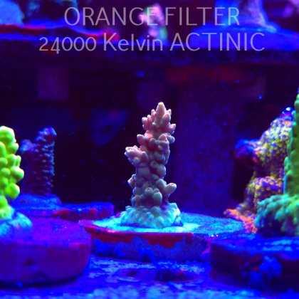 Acropora Jason Fox's B33 BOMBER Acro (24.05.2025) L2-I-8  3cm