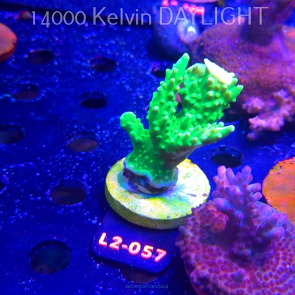 Acropora AUSTERA BANANA (14.11.2025) L2-057  6cm