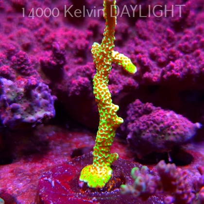 Montipora samarensis BUBBLEGUM (09.05.2025) MM1-III-14  8cm