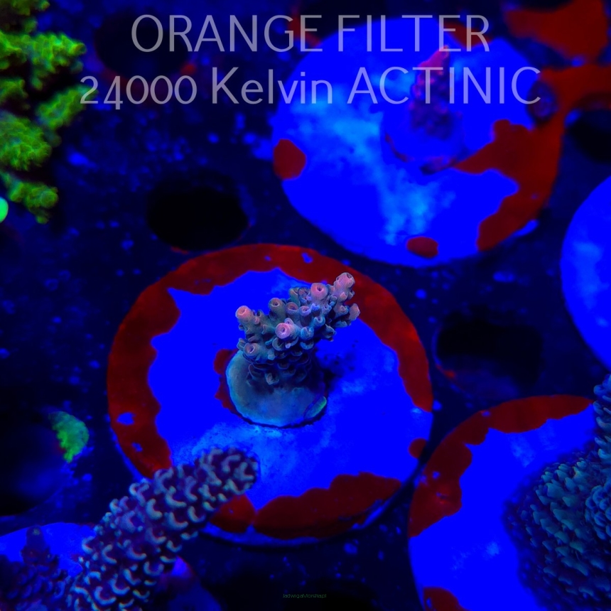 Acropora Jason Fox's Fox Flame Acro (19.06.2025) L3-III-28  3cm