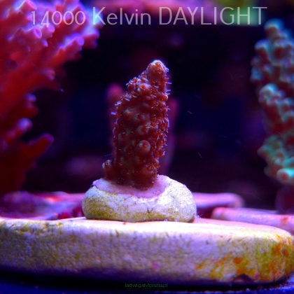 Acropora sp. AUSTRALIA (20.03.2025) L1-I-6  3cm