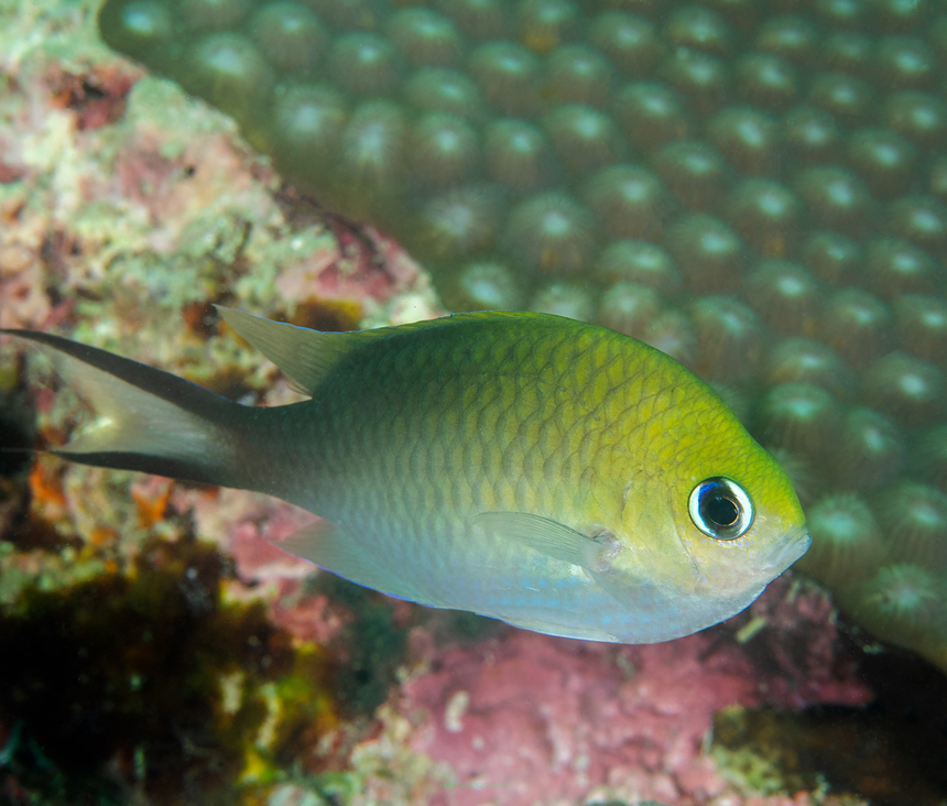 Chromis Ternatensis rozmiar 6-7 cm