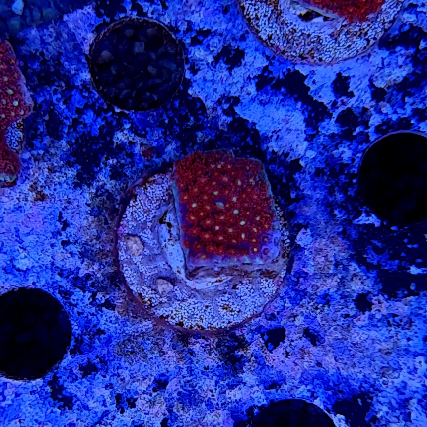 Goniopora minor RED + YELLOW EYE (foto 09.01.2021)