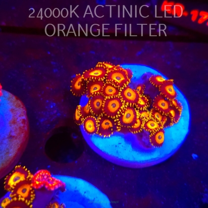 Zoanthus YELLOW SUBMARINE (03.03.2026)  30+P