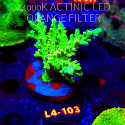 Acropora AUSTERA BANANA (07.01.2026) L4-103  7cm