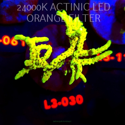 Anacropora WWC SLIMEBALL (04.01.2026) L3-030  6cm