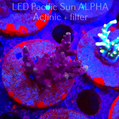 Acropora sp. AUSTRALIA (02.02.2025) L3-I-21  4cm