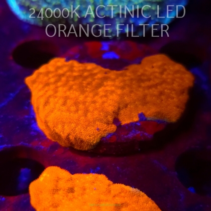 Leptoseris foliosa GOLD (08.11.2025) MM1-I-38  5cm