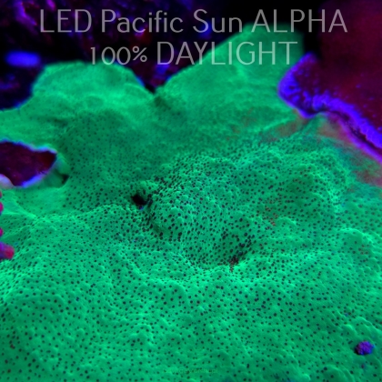 K.O. MONTIPORA UNDATA JEDI MIND TRICK  3-4cm