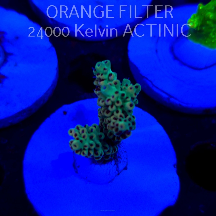 Acropora TG PINK FLOYD ACRO (20.03.2025) L1-III-23  4cm