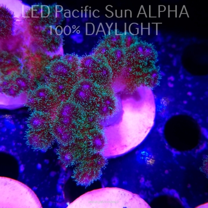 Pocillopora damicornis Bird of Paradise Birdsnest (23.01.2025)  6cm