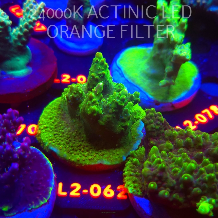 Acropora RR RAINBOW LOOM (16.11.2025) L2-062  5cm