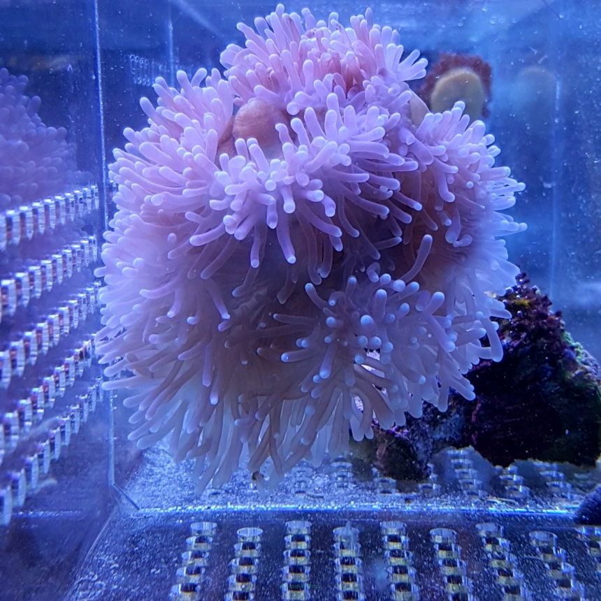 Radianthus malu