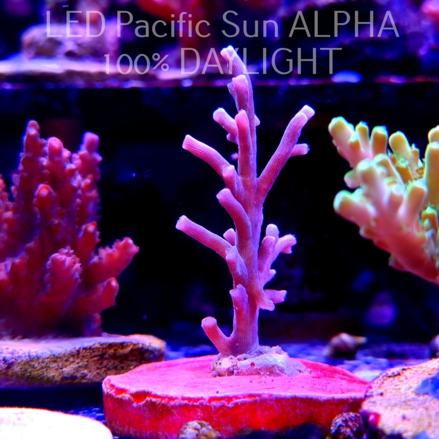 Acropora ECHINATA ICE FIRE (08.07.2024) L1-I-15  5cm