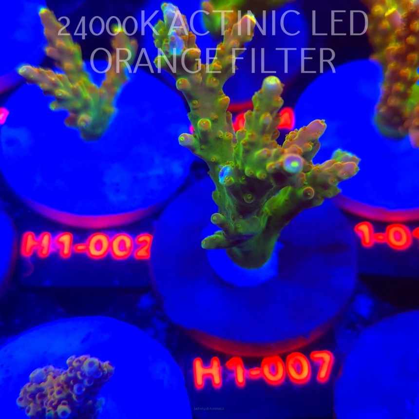 Acropora loripes GOLDEN JAWDROPPER (25.10.2025) H1-007  7cm