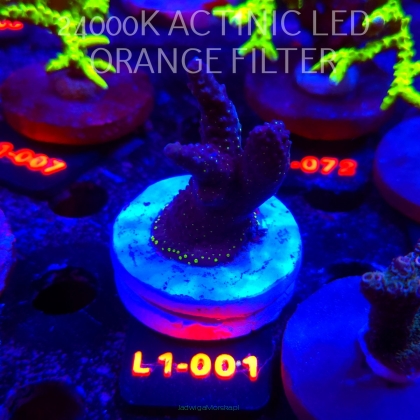 Acropora pinguis BLACK (11.10.2025) L1-001  5cm