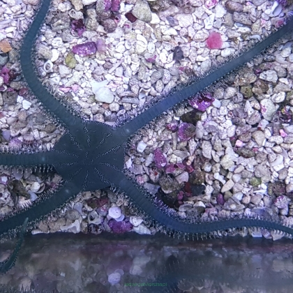 Wężowidło Ophiaracna incrassata (Green brittle starfish)