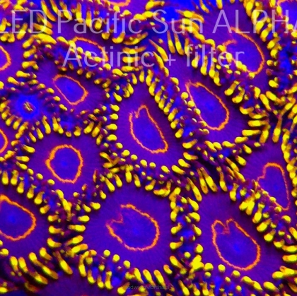 K.O. Zoanthus PURPLE HORNET ZOA 5P