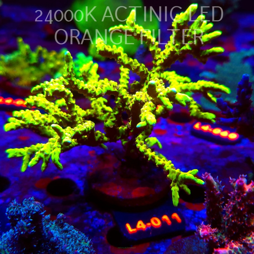 Anacropora WWC SLIMEBALL (07.01.2026) L4-011  13cm