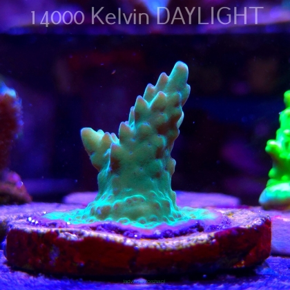 Acropora sp. AUSTRALIA (21.06.2025) L4-I-10  4cm