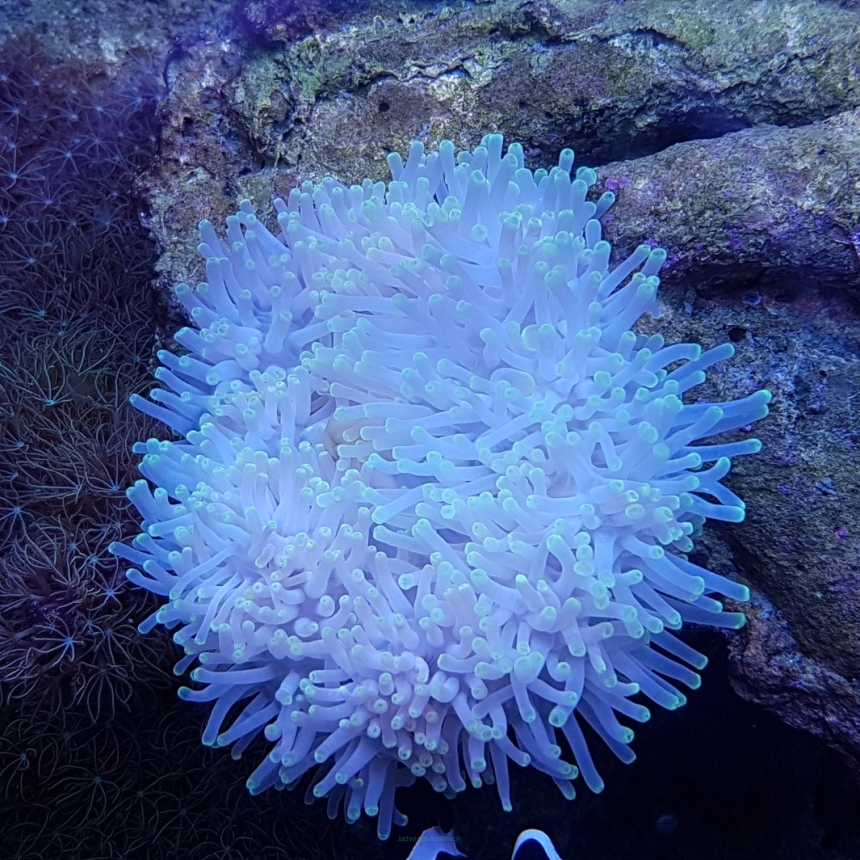 Radianthus koseirensis (Long Tentacled Yellow - Purple Base Anemone)