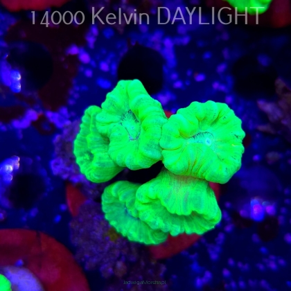 Caulastrea furcata (01.09.2025)  5P