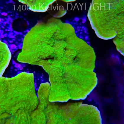 Montipora capricornis TOXIC GREEN (14.02.2026) H4  10cm